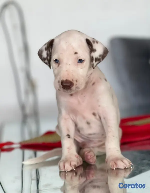 animales y mascotas - Hermosos cachorros Dálmatas 🐶🐾 5