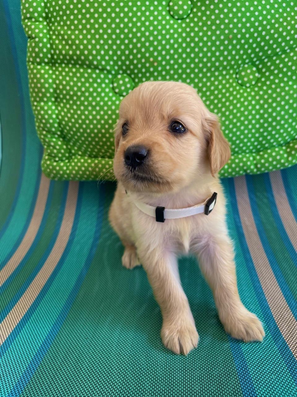animales y mascotas - cachorro Golden Retriever  2