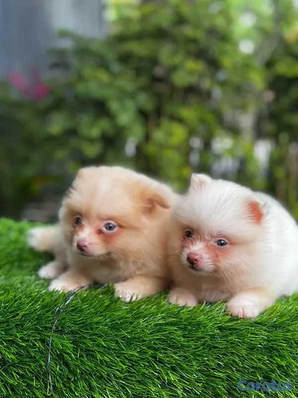 animales y mascotas - Pomerania  2