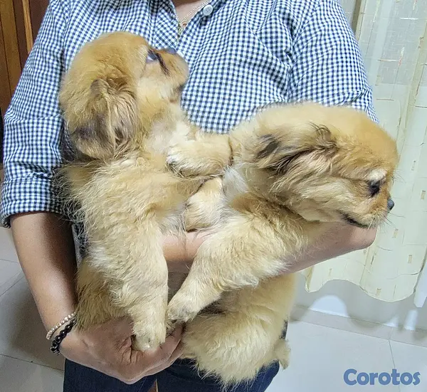 animales y mascotas - Pekines  2