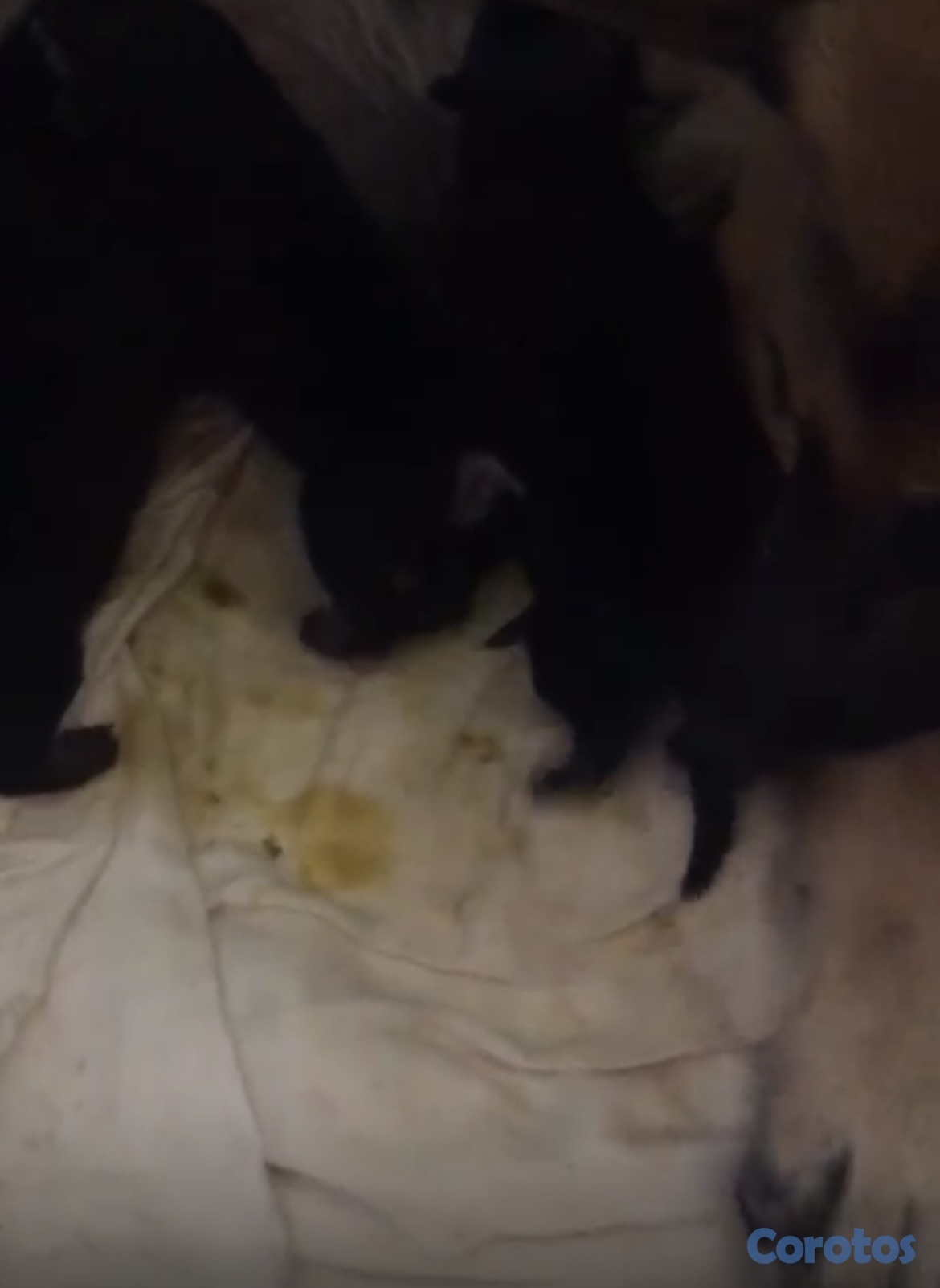 animales y mascotas - Pastor alemán  1