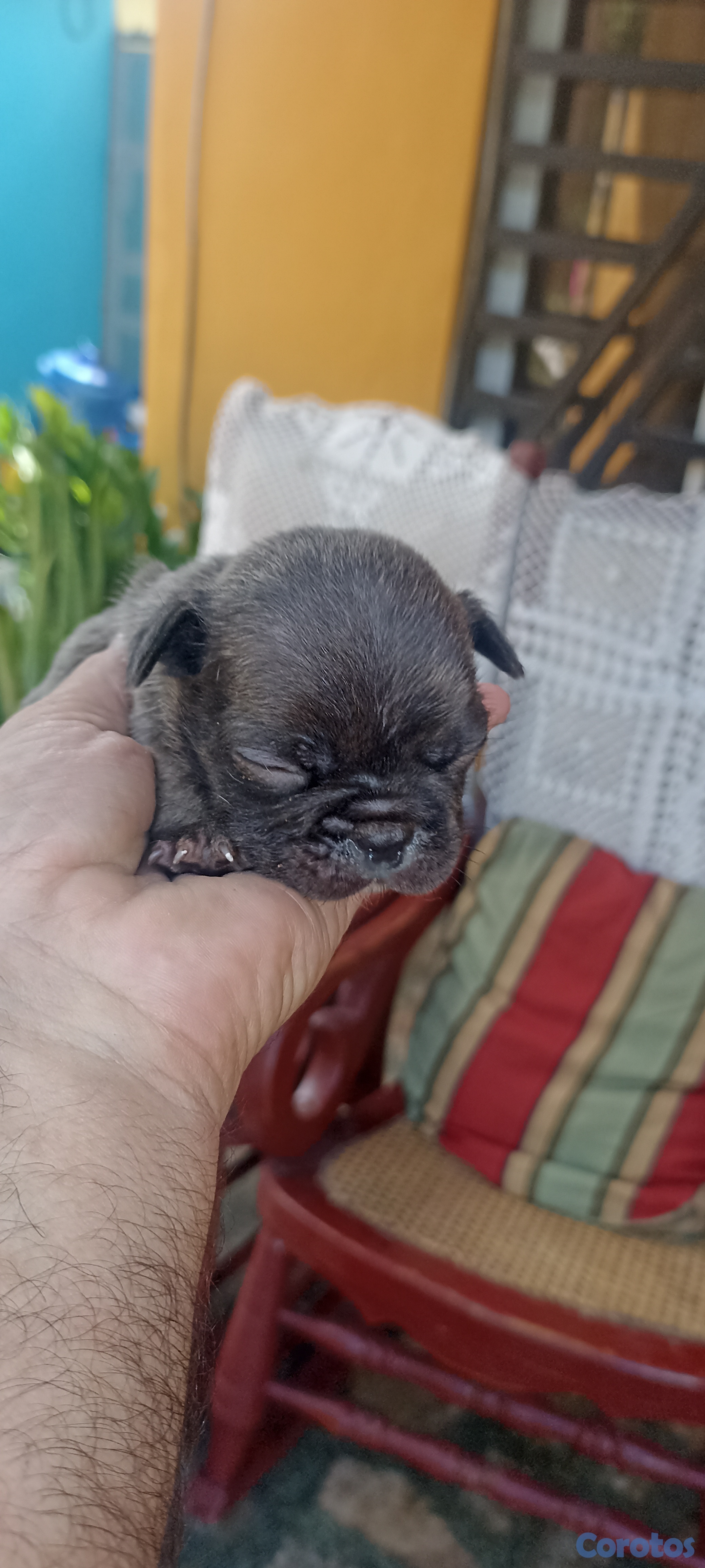 animales y mascotas - Bulldog francés 5 cachorros  5