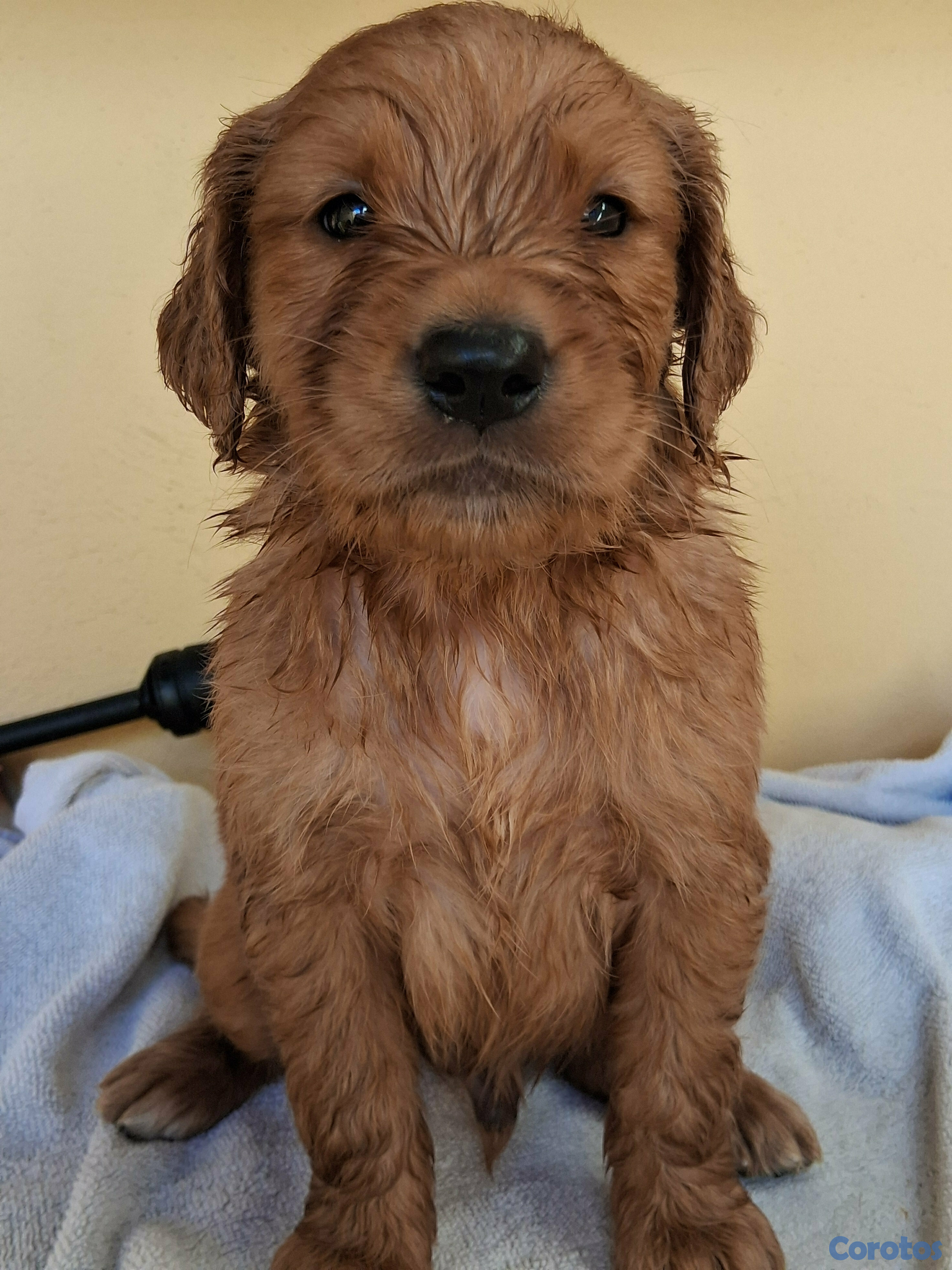 animales y mascotas - Hermosa  tierna y jugetona camada de Golden Retriever listos para entrega  2