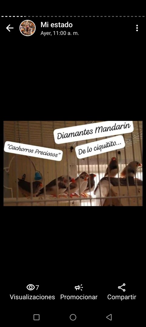 animales y mascotas - Aves papilleras, mansa joven y adultas y acesorios  8