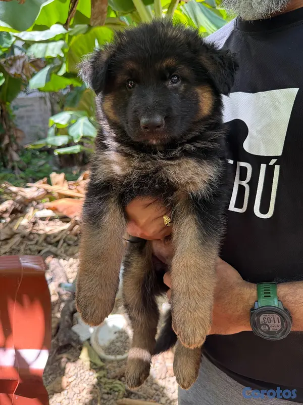 animales y mascotas - Hermoso cachorros Pastor Aleman 3
