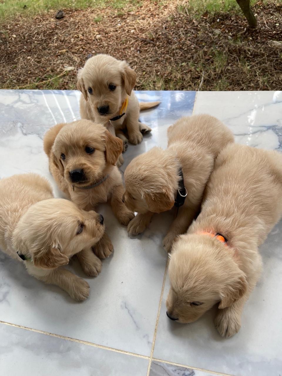 animales y mascotas - cachorro Golden Retriever  3
