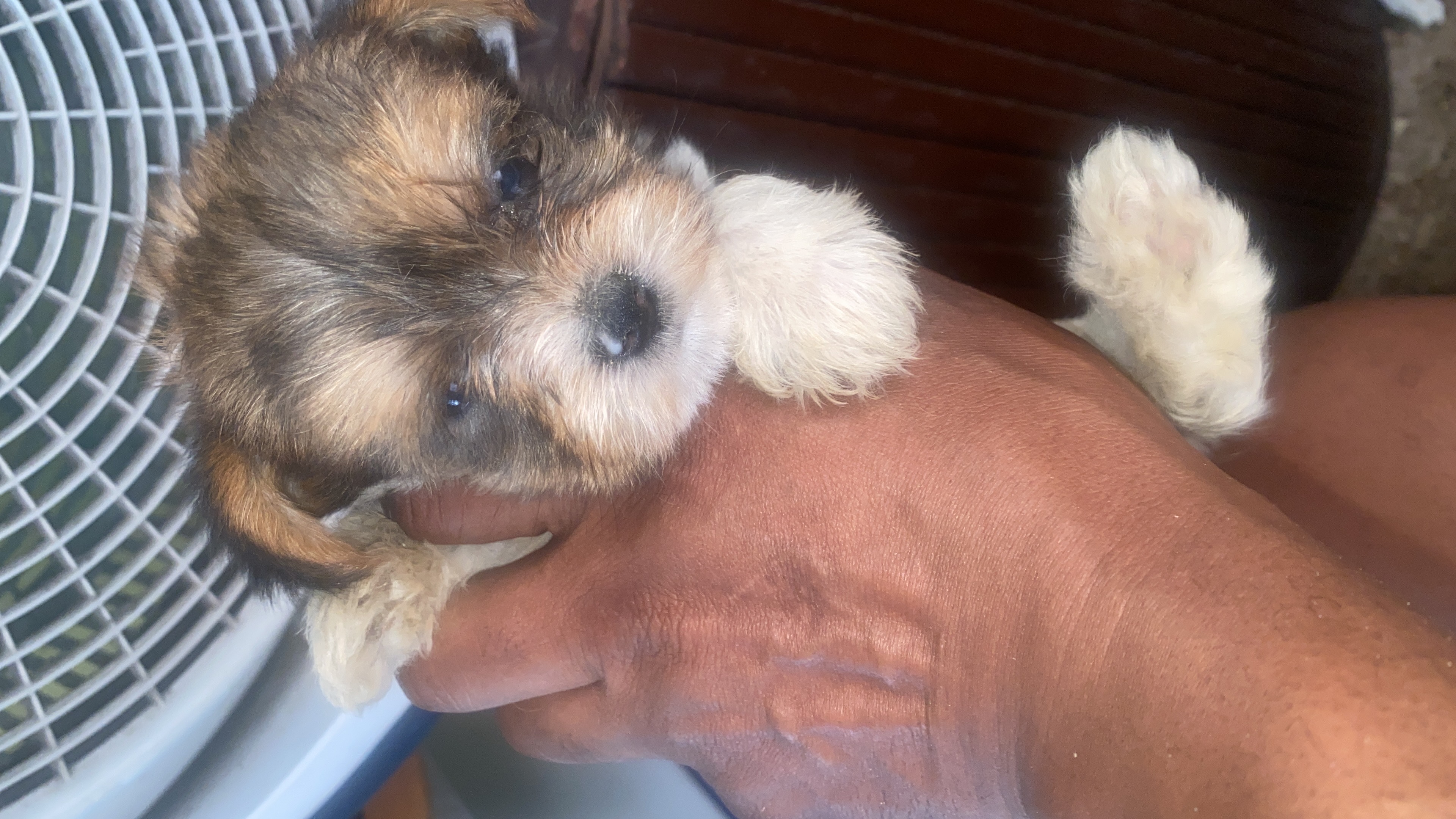 empleos disponibles - te gustan los perros , necesito ayuda  0