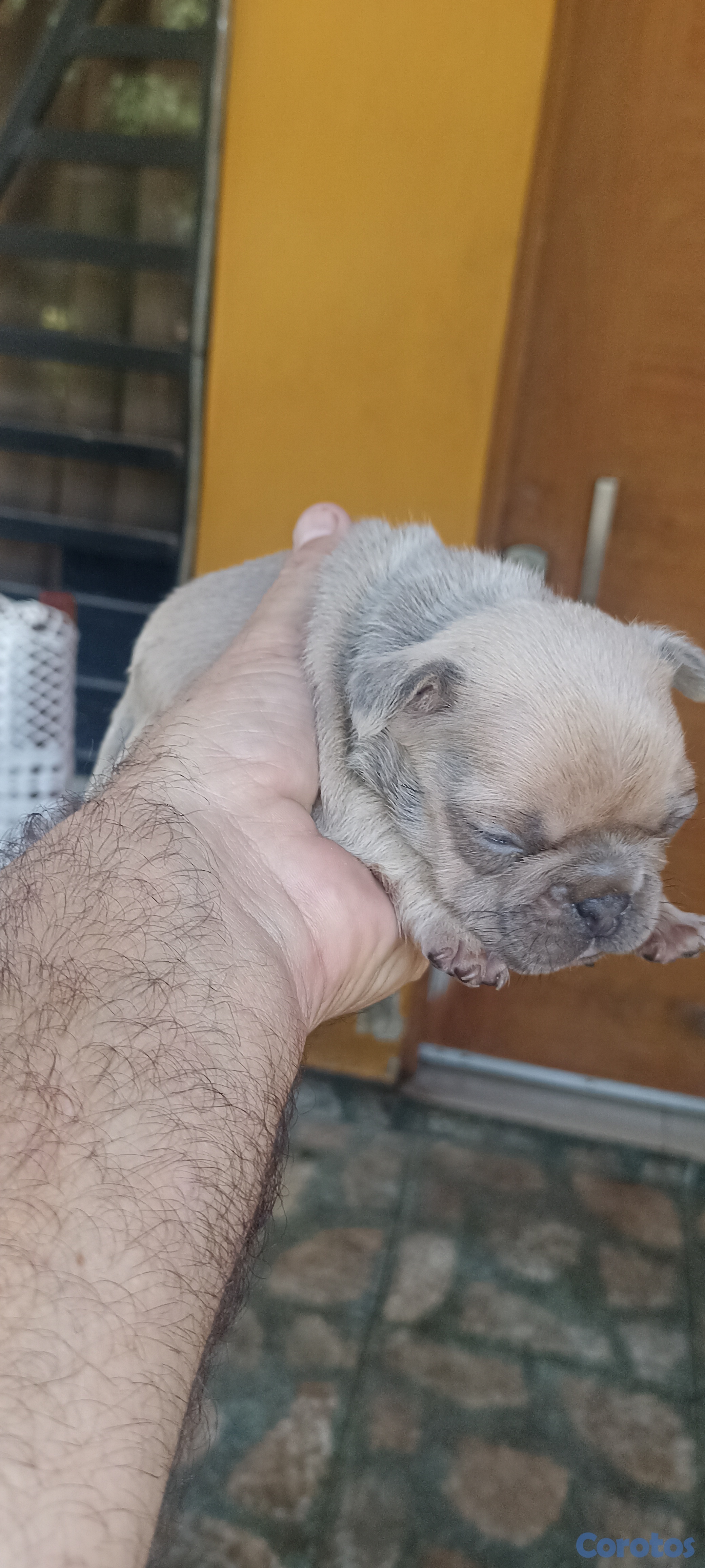 animales y mascotas - Bulldog francés 5 cachorros  6