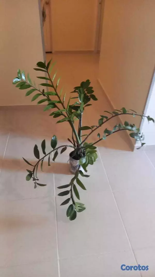 herramientas, jardines y exterior - Zamioculca, zz, planta ornamental, decoracion, cas 3