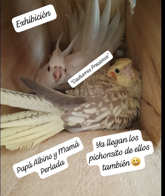 animales y mascotas - Aves papilleras, mansa joven y adultas y acesorios  9
