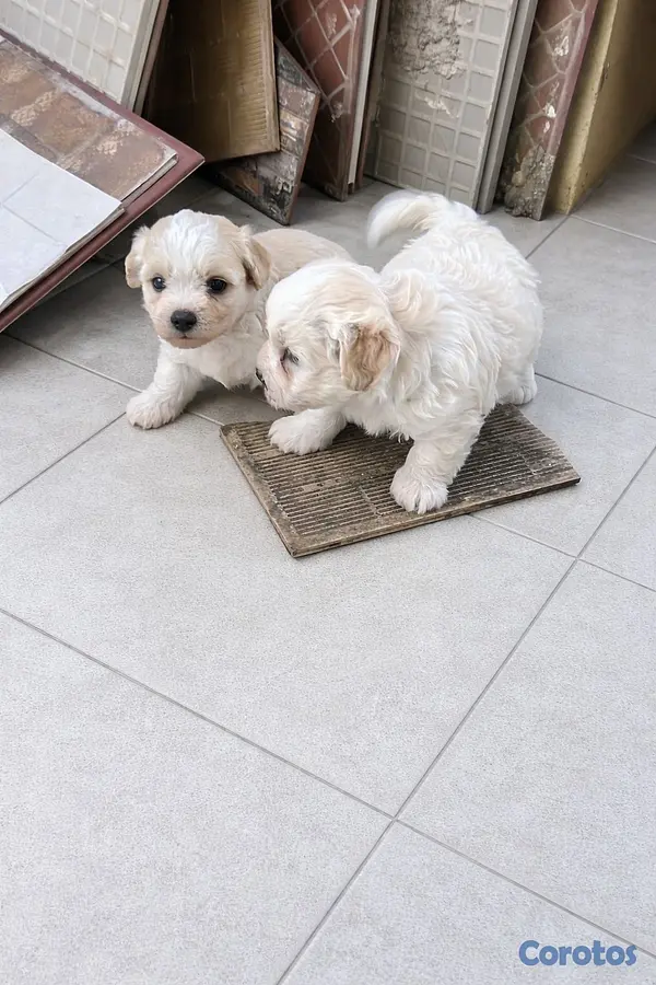 animales y mascotas - maltipoo hembras 2