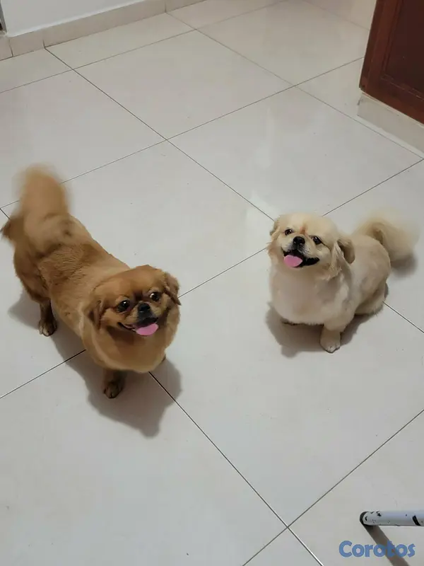animales y mascotas - Pekines  5