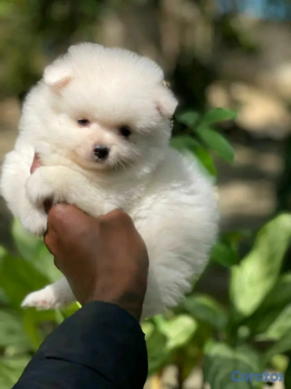 animales y mascotas - hermosos cachorritos  pomerania mini  7