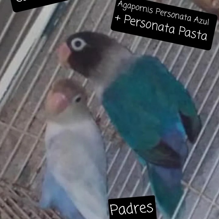 animales y mascotas - Aves Exóticas de todas las razas y Mutaciones.... 2