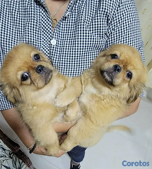animales y mascotas - Pekines  3