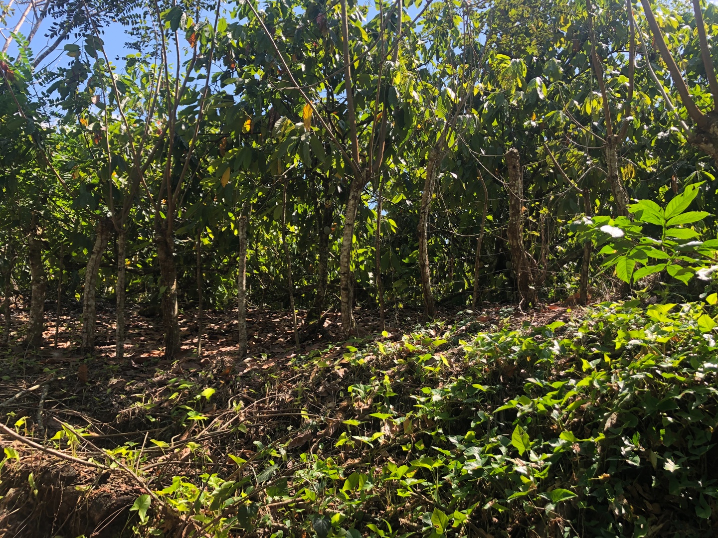 solares y terrenos - 25 tareas de tierras sembradas de cacao, con TÍTULO.