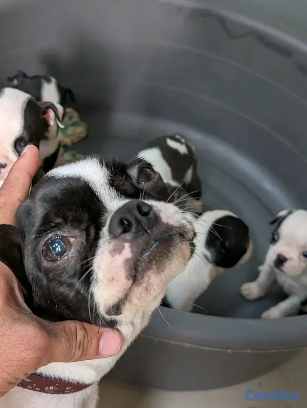 animales y mascotas - Hermosa Cachorros Boston Terrier, la mejor genética  7
