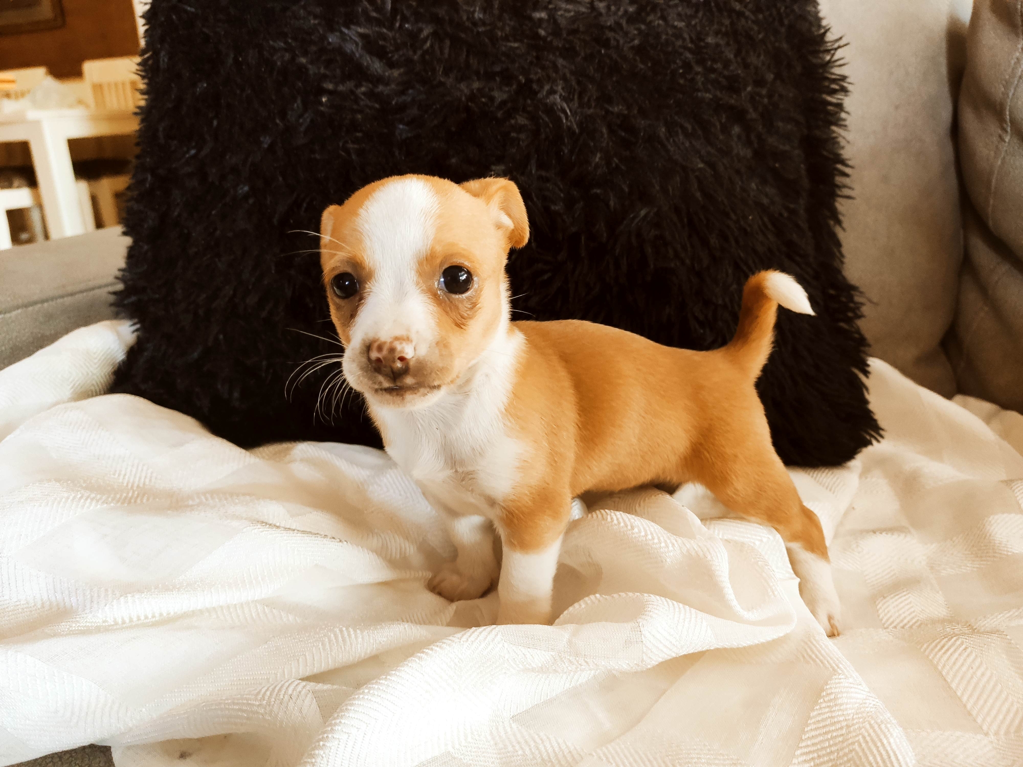 animales y mascotas - Chihuahua