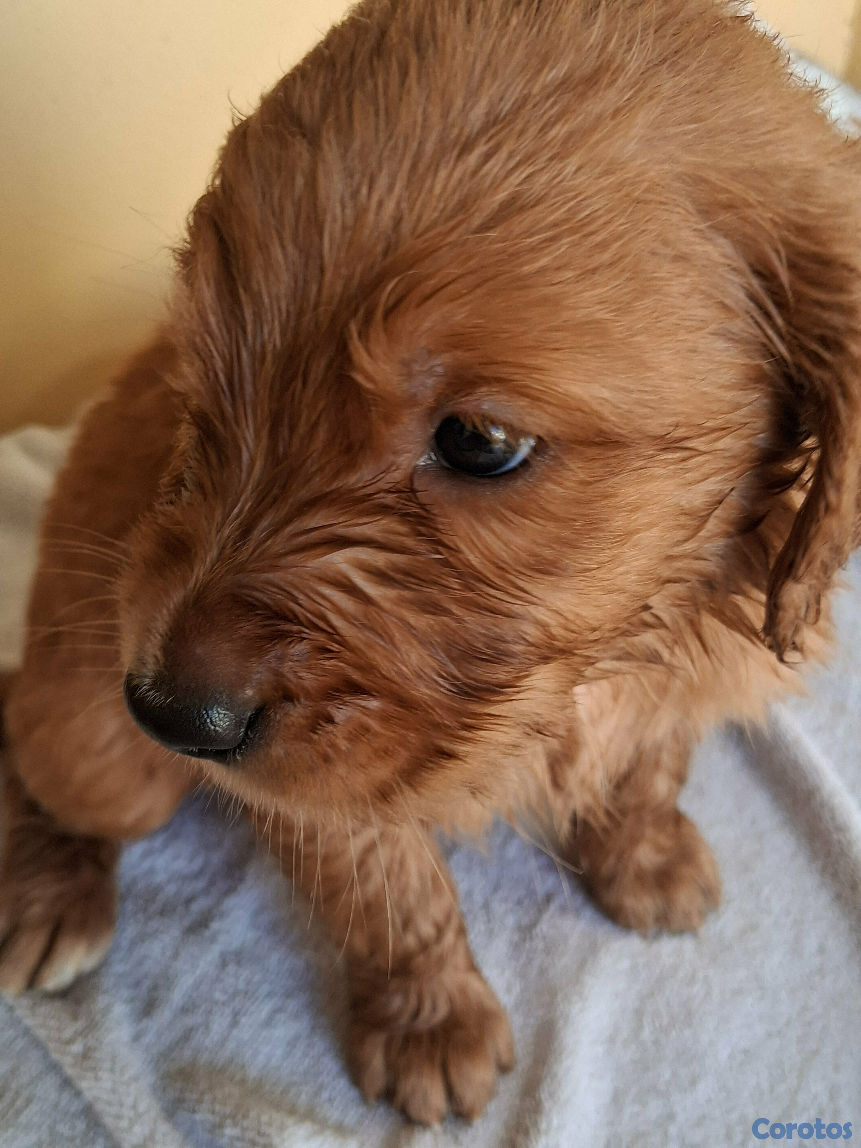 animales y mascotas - Hermosa  tierna y jugetona camada de Golden Retriever listos para entrega  3