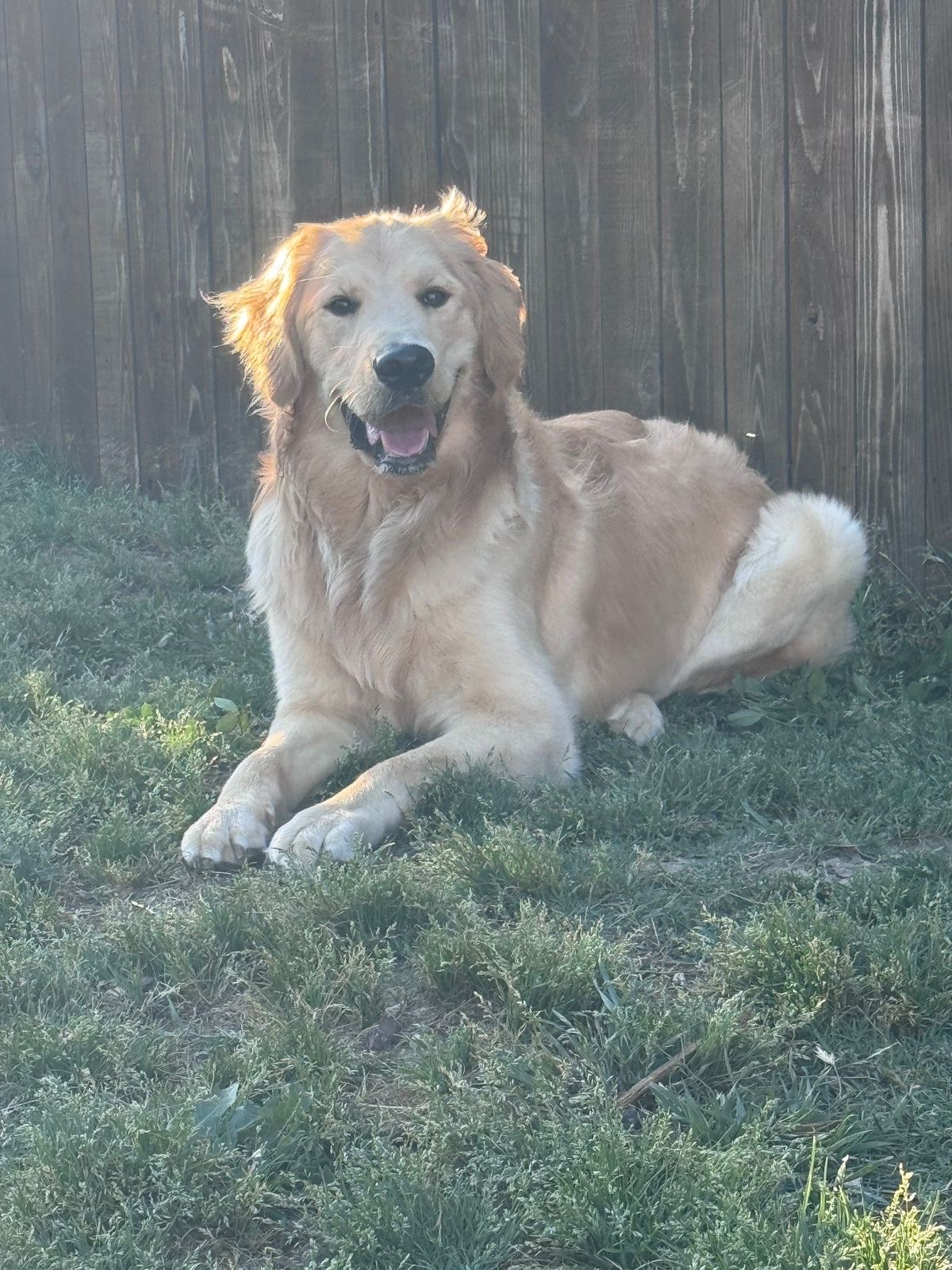 animales y mascotas - cachorro Golden Retriever  5