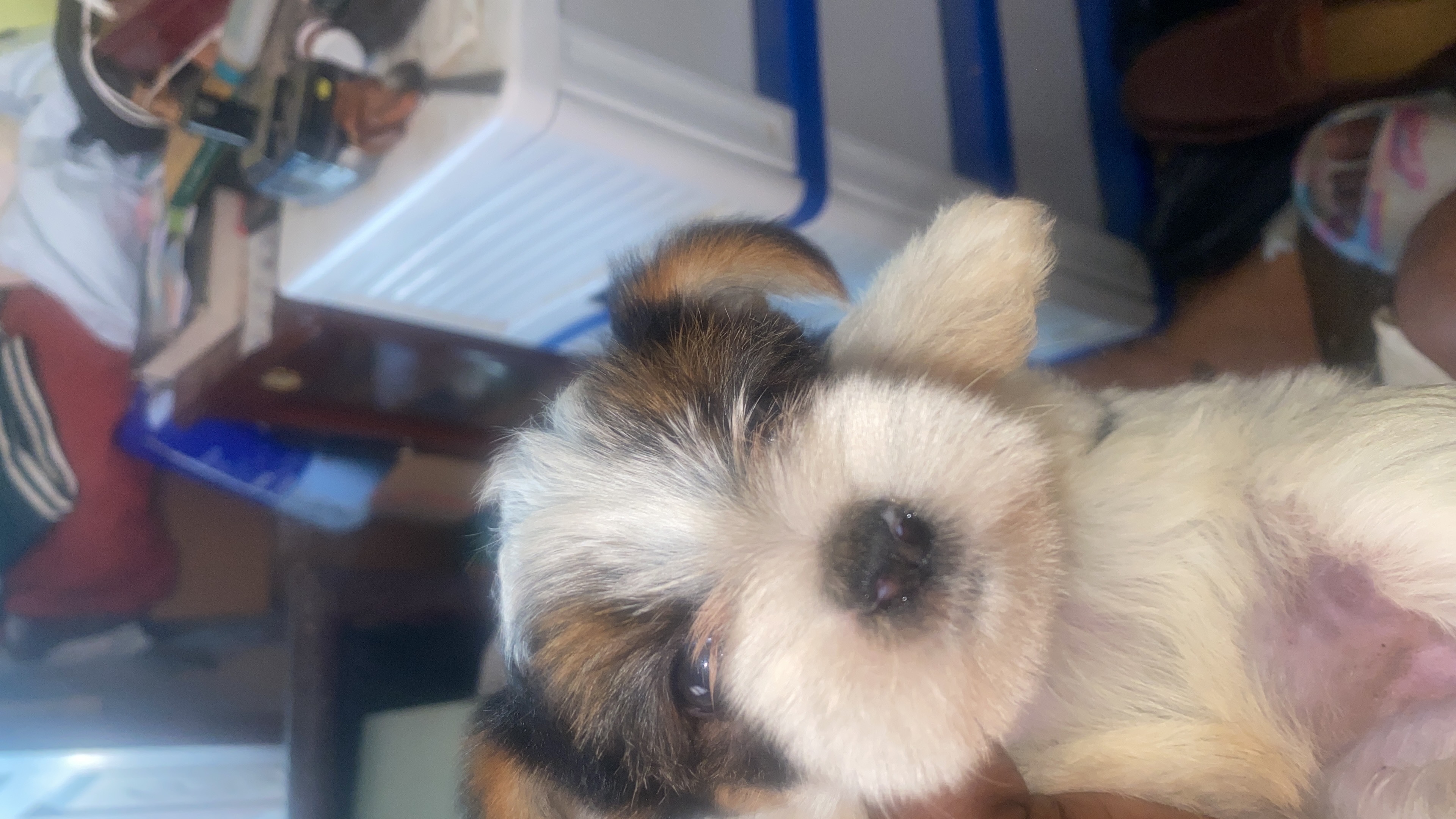empleos disponibles - te gustan los perros , necesito ayuda  2