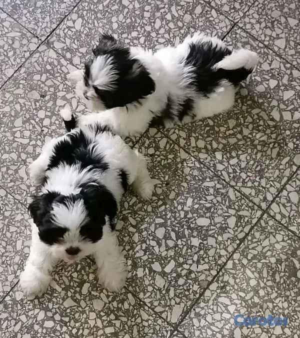 animales y mascotas - hermosos cachorritos de shitzu toy 4