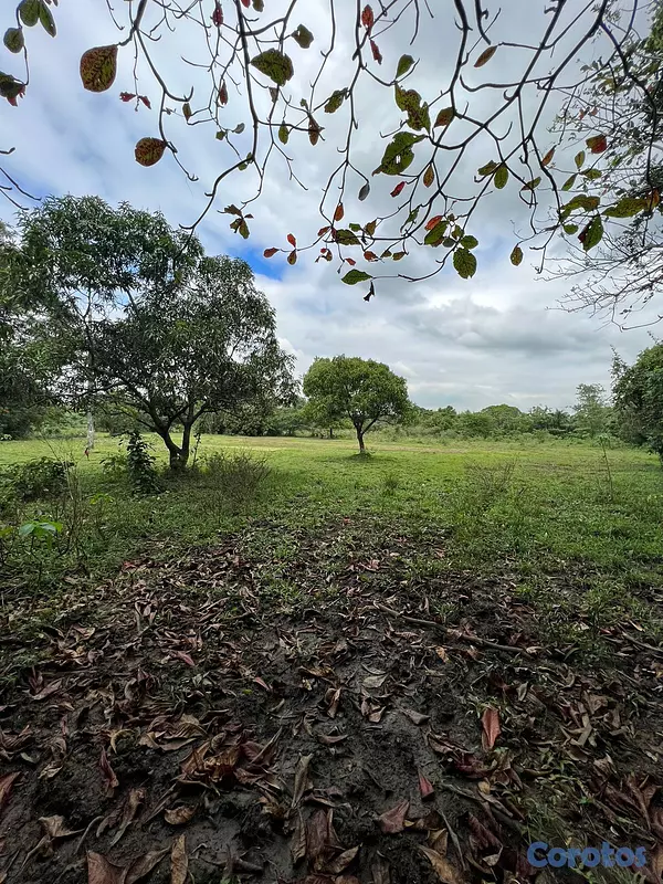 solares y terrenos - FINCA PARA DESARROLLO Y GANADERIA DE ALTO VALOR PR 2