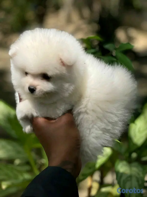animales y mascotas - hermosos cachorritos  pomerania mini  5