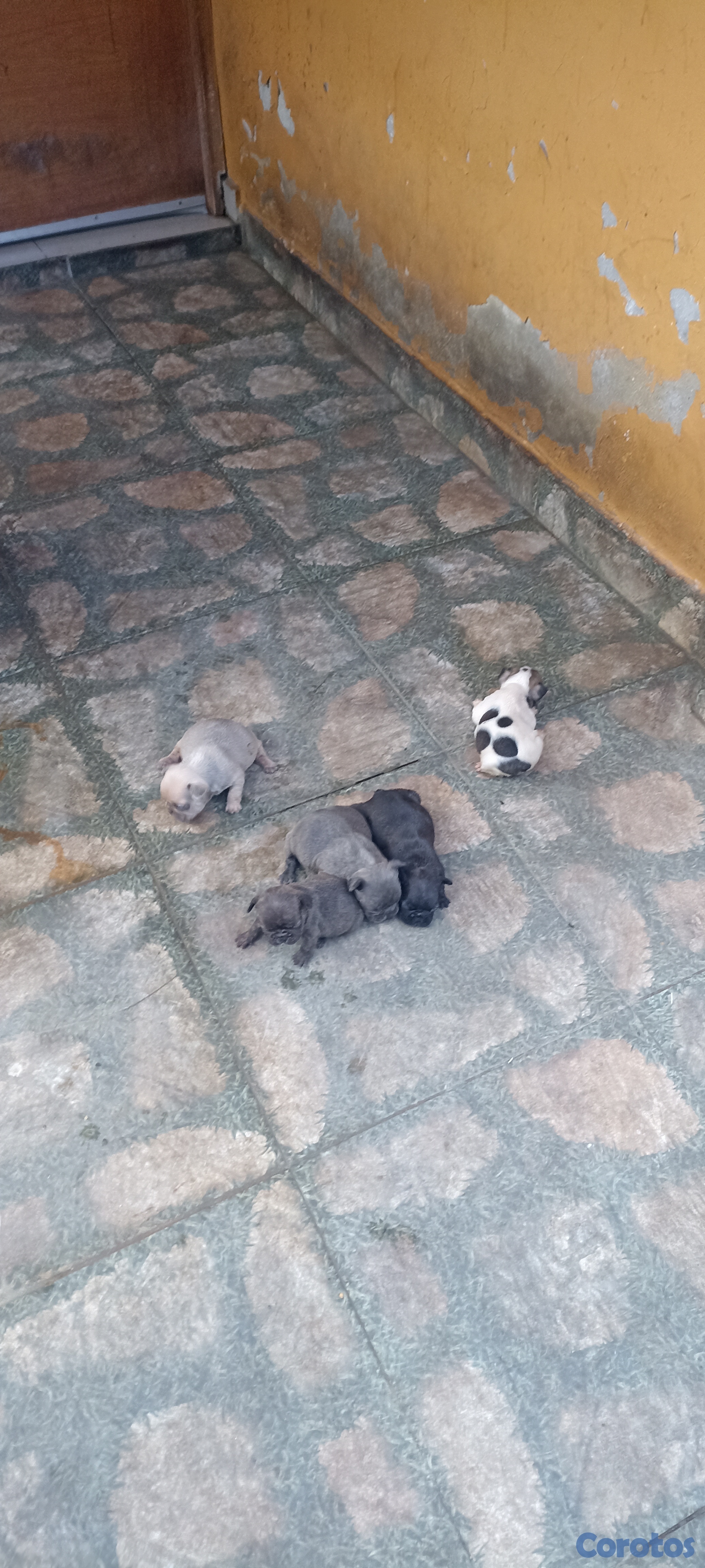 animales y mascotas - Bulldog francés 5 cachorros  7