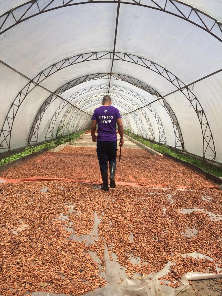 solares y terrenos - Finca de cacao con 1,900 tareas