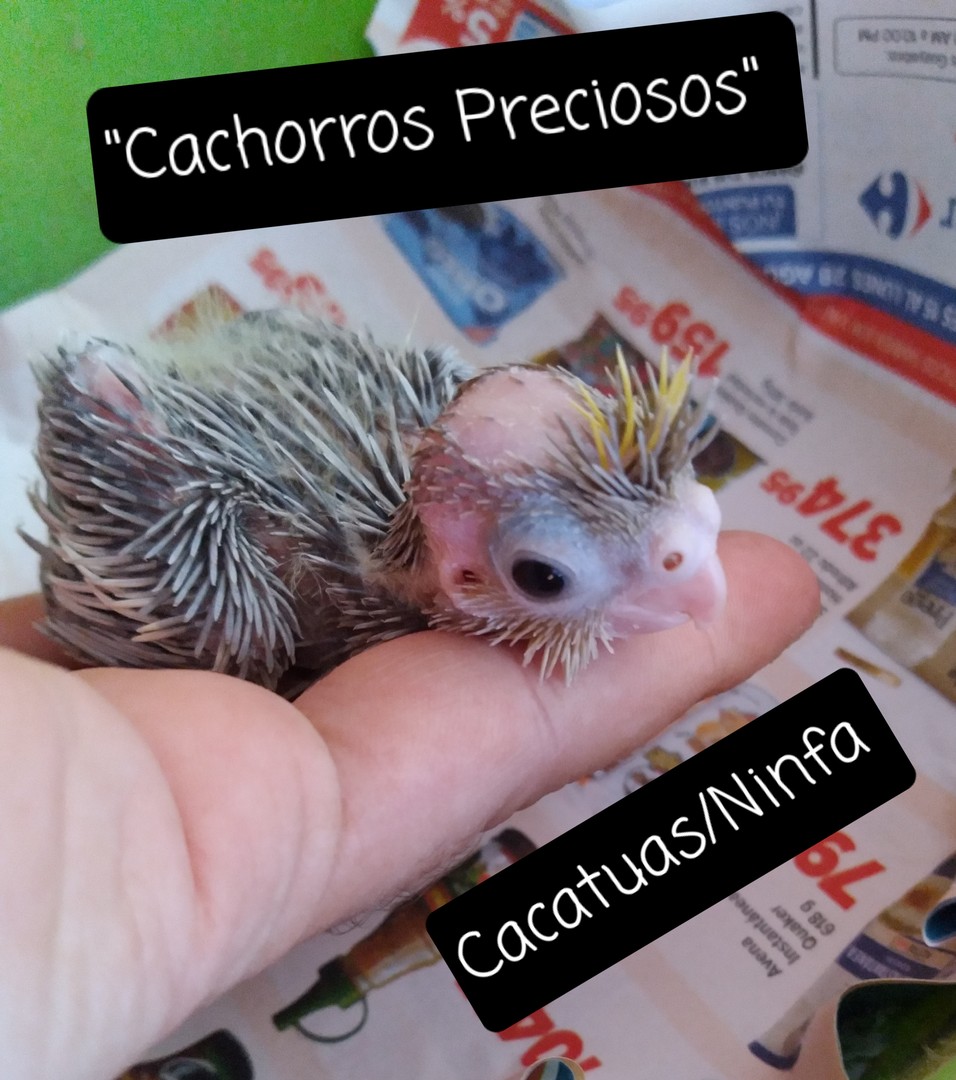 animales y mascotas - Aves Exóticas de todas las razas y Mutaciones.... 0