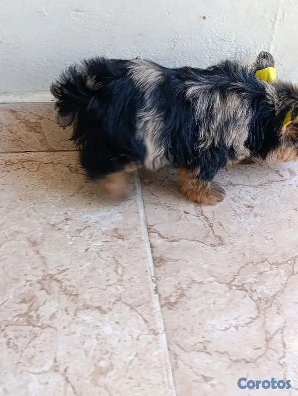 animales y mascotas - Cachorrita Yorkie hembra exótica.  2