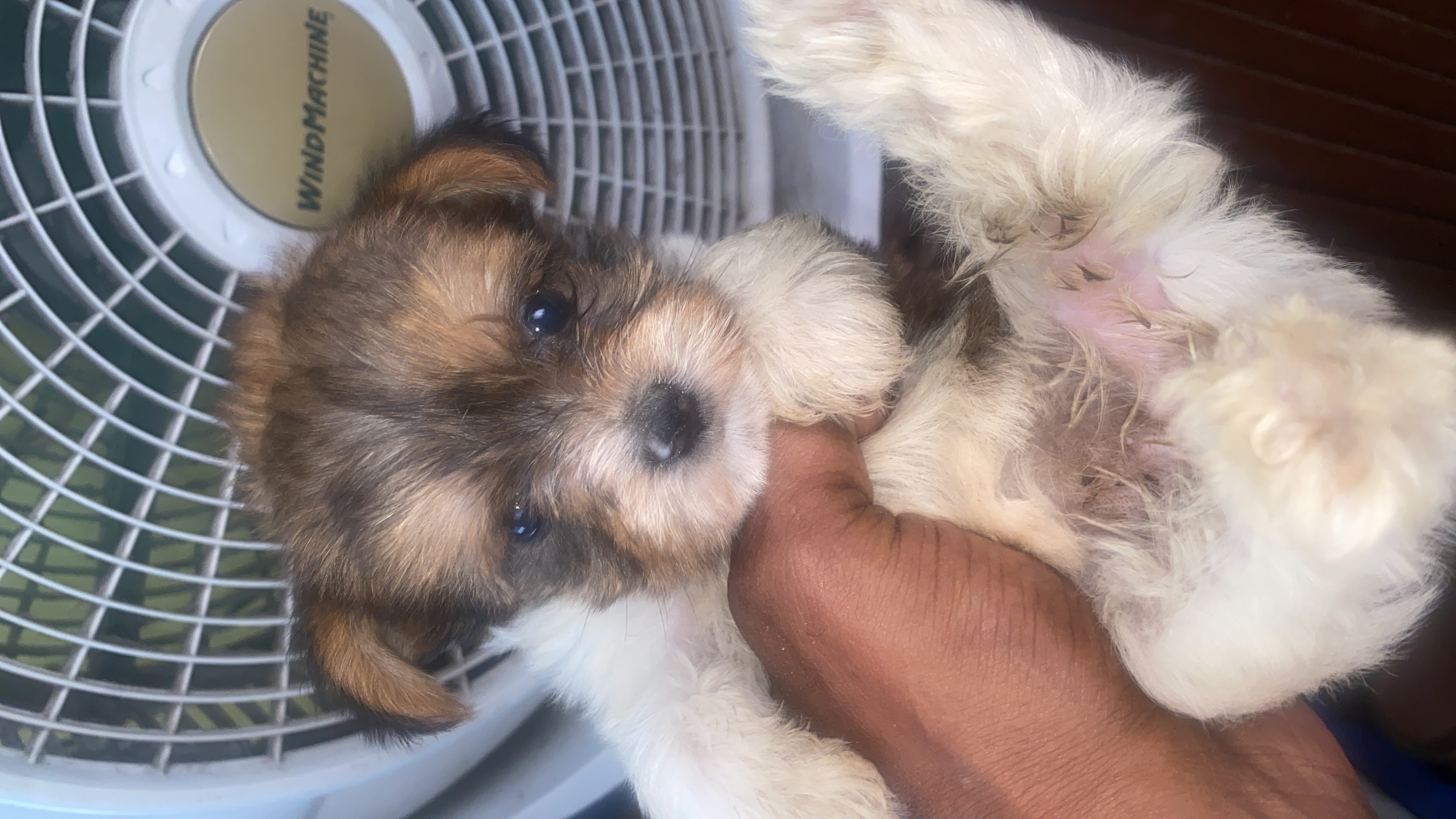 empleos disponibles - te gustan los perros , necesito ayuda  3