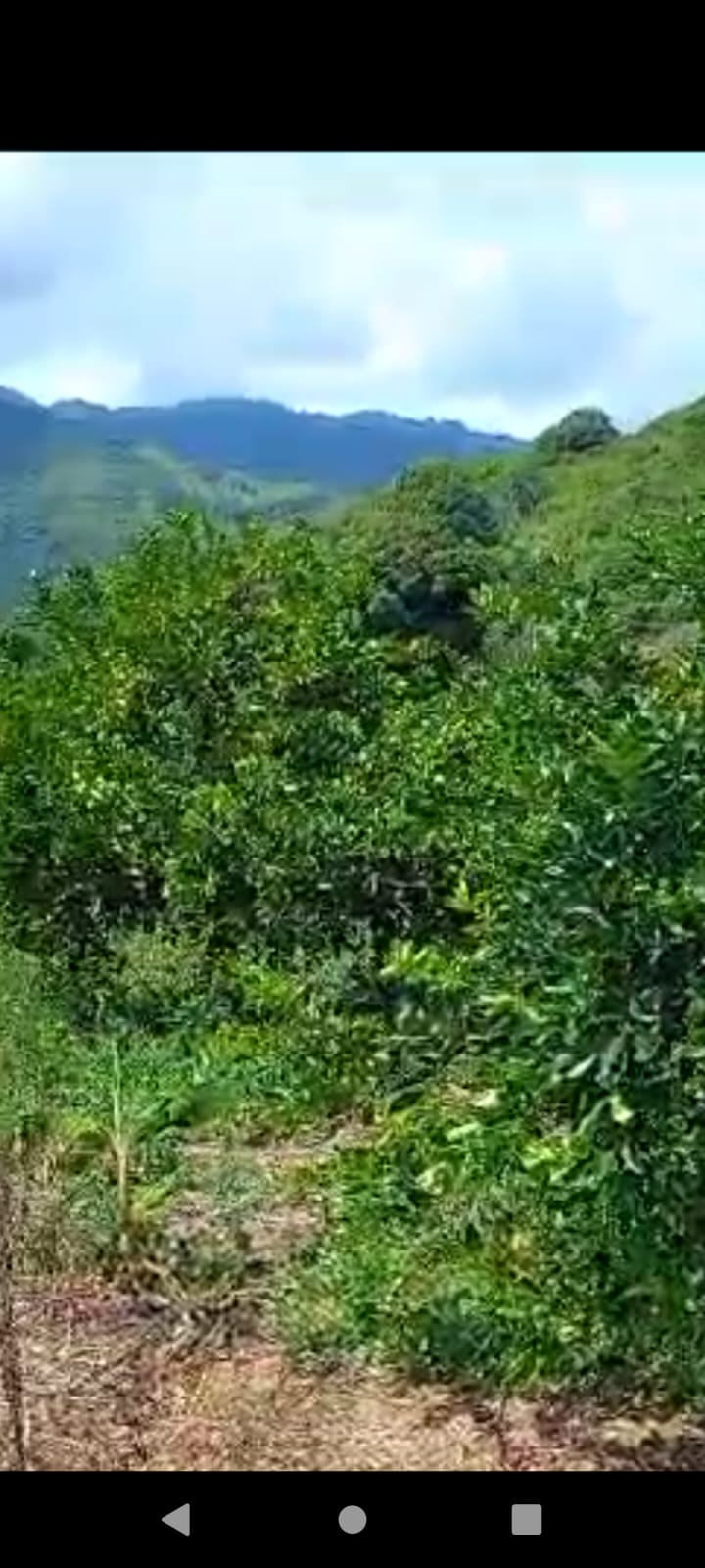 solares y terrenos - Finca Agroforestal 2,400 tareas, Loma de Cabrera 3
