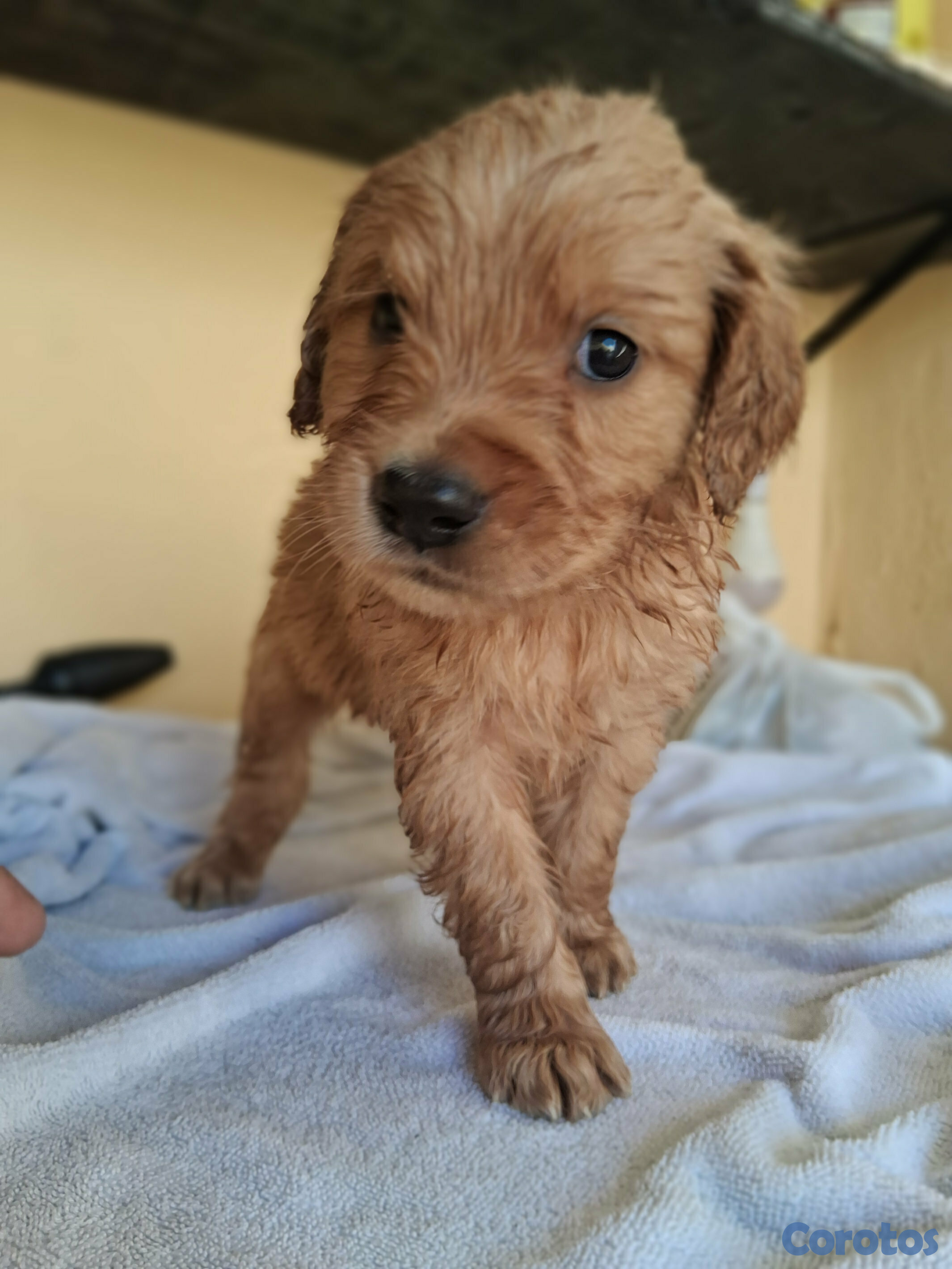 animales y mascotas - Hermosa  tierna y jugetona camada de Golden Retriever listos para entrega  4