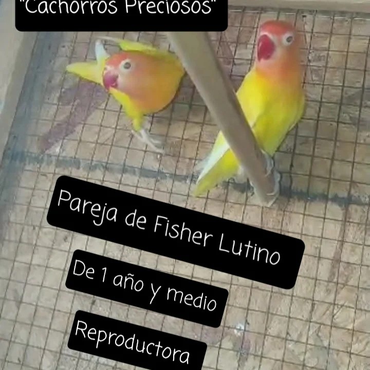 animales y mascotas - Aves Exóticas de todas las razas y Mutaciones.... 1