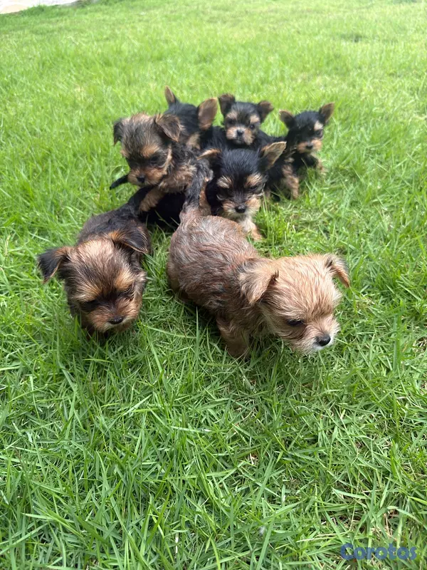 animales y mascotas - Yorkshire terrier linaje ruso  3