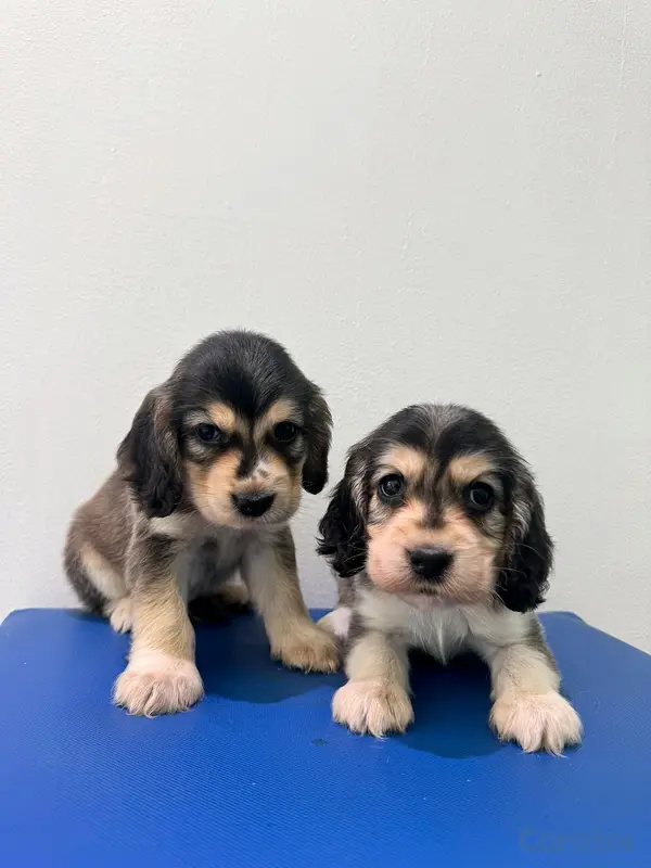 animales y mascotas - hermosos cachorritos de cocker spaniel 5