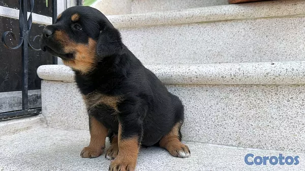 animales y mascotas - hermosos Cachorros de Rottwailer  5