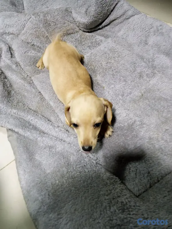 animales y mascotas - salchicha  2