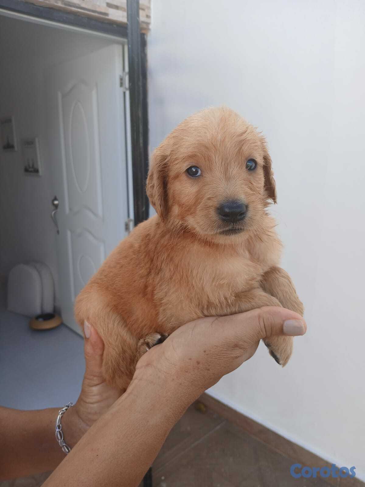 animales y mascotas - Hermosa  tierna y jugetona camada de Golden Retriever listos para entrega  5