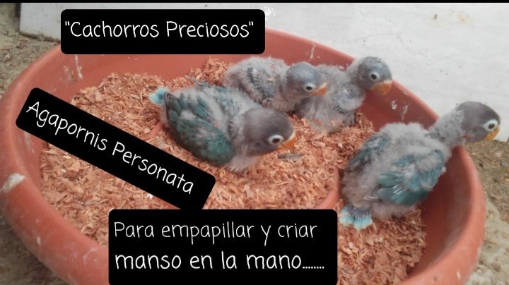 animales y mascotas - Aves Exóticas de todas las razas y Mutaciones.... 3