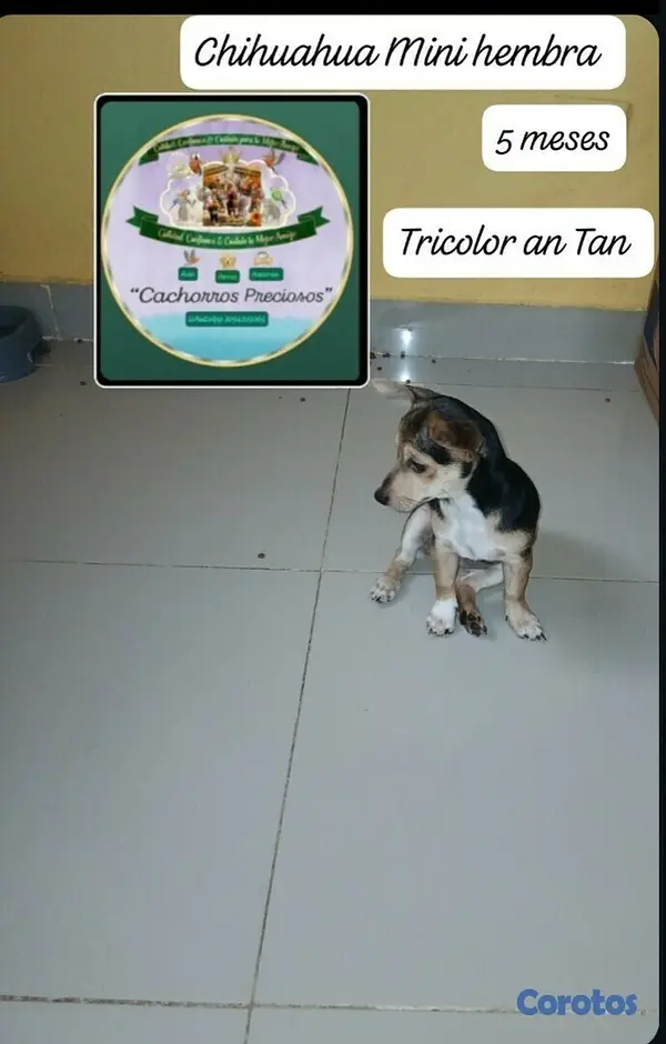 animales y mascotas - Chihuahua Hermosa pareja 5