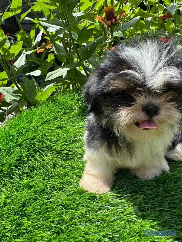 animales y mascotas - Cachorros Shitzo Mini Hembra 2