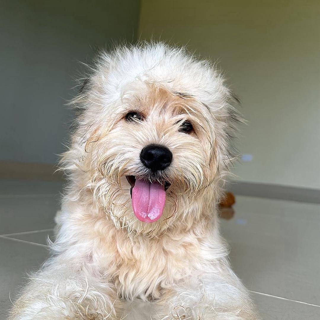 animales y mascotas - perro para monta bichon maltés la vega 
