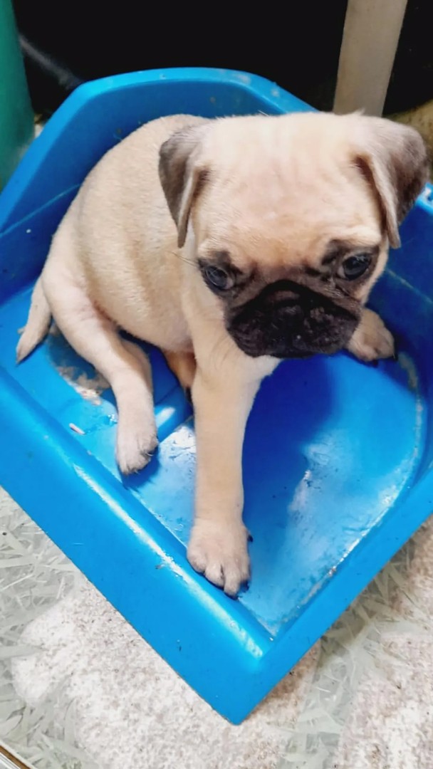 animales y mascotas - Cachorro Pug
Pug carlino
Perrito Pug
Ambos sexo