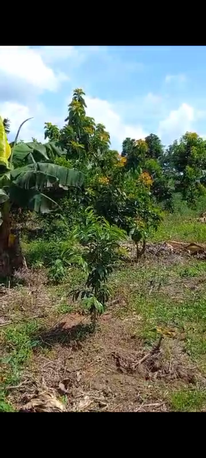 solares y terrenos - Finca Agroforestal 2,400 tareas, Loma de Cabrera 6