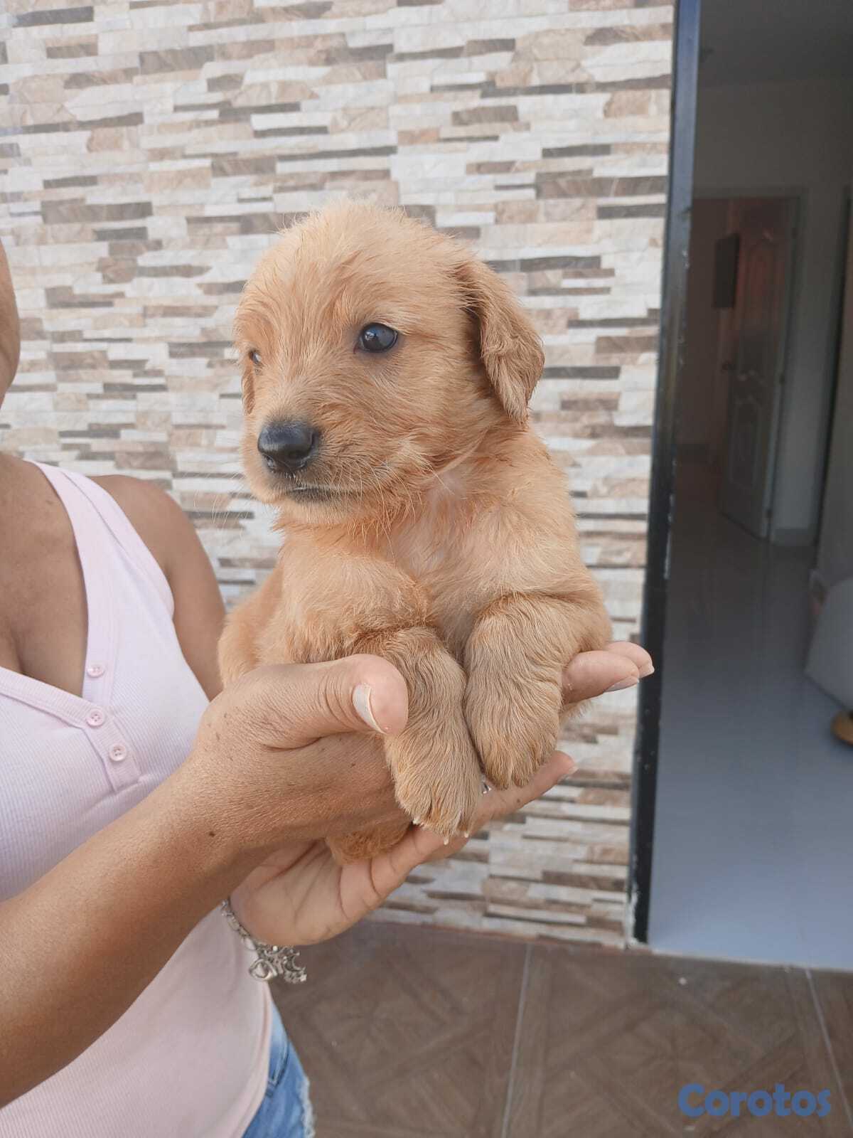 animales y mascotas - Hermosa  tierna y jugetona camada de Golden Retriever listos para entrega  6
