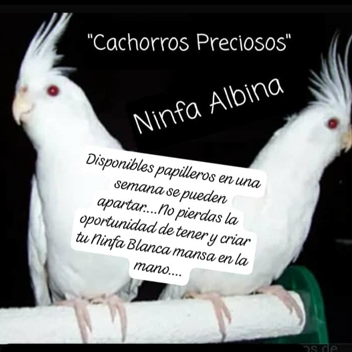 animales y mascotas - Aves Exóticas de todas las razas y Mutaciones.... 4
