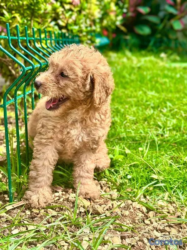animales y mascotas - hermosos cachorritos poodle caniche  4